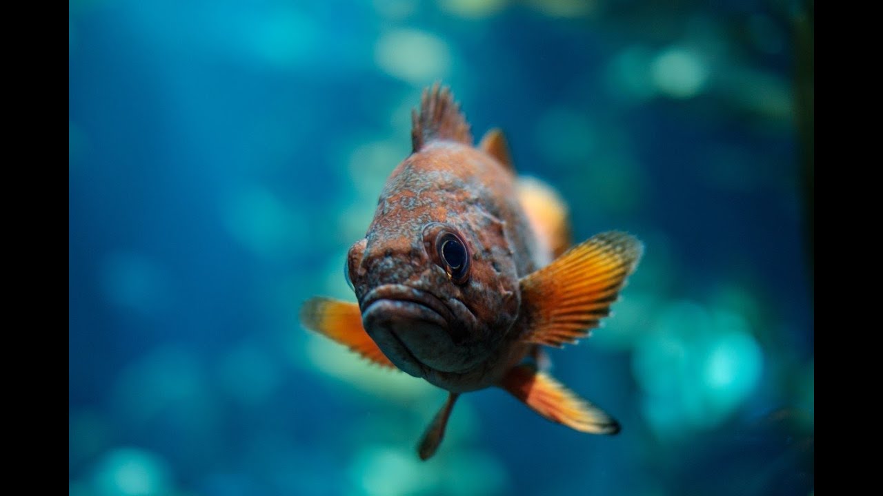 World of Fishers - Мир рыбаков №35 Гонка завершена)) рыбалка общение ...