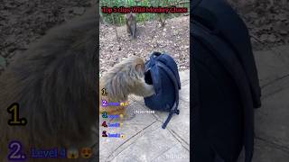 Top 5 Clips Wild Monkey Chaos