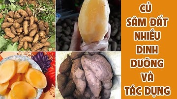 Củ sâm đất có tác dụng gì? Sử dụng như nào cho đúng?