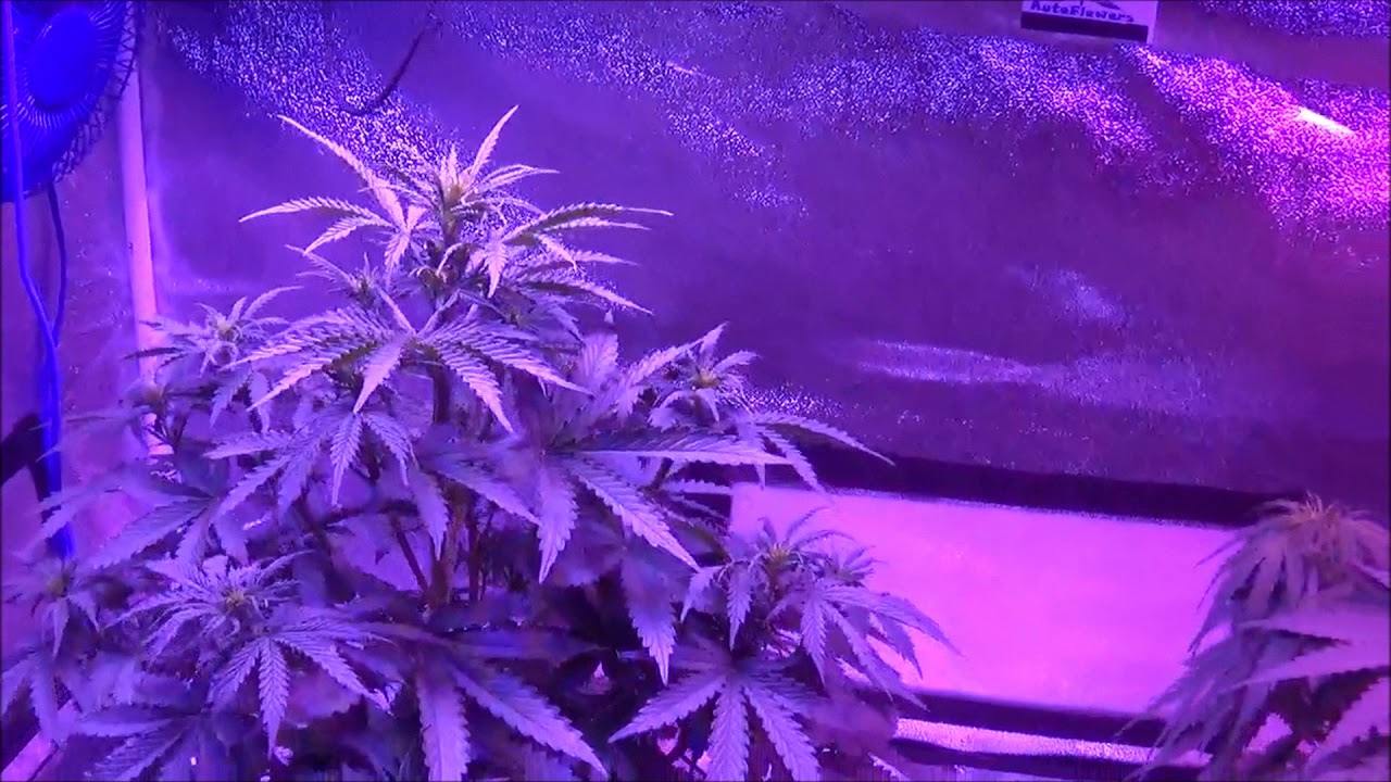 SoilBalancePro vs. Mammoth Microbes