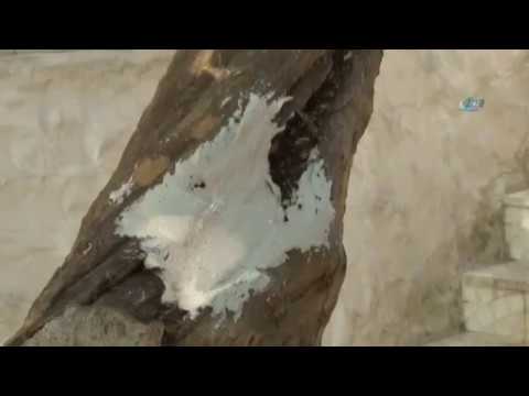 Video: Mantar ağacı kabuğu geri büyür mü?