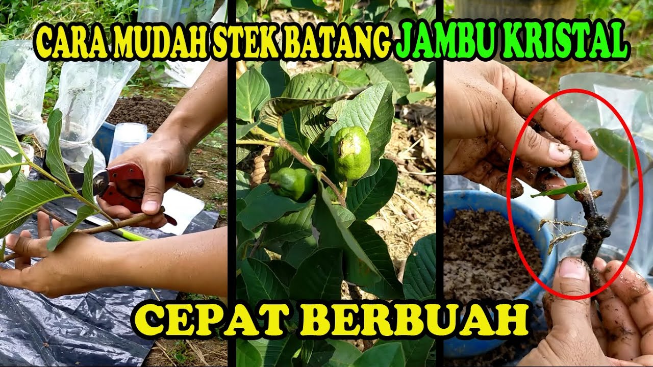 Cara Stek Batang Jambu Kristal dan Hasil Stek Jambu Kristal