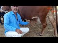 दूध और डेरी के लिए देसी गायों में सबसे श्रेष्ठ  ?  Rathi Breed for Dairy Farming or Milk Production