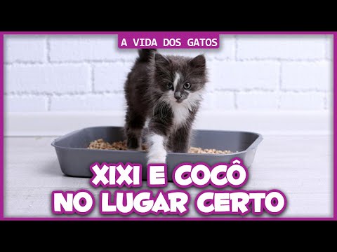 Vídeo: 3 maneiras de treinar um gatinho para fazer cocô em seu lugar