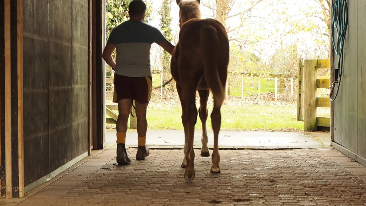 Proisir Starry Heights filly for sale on Gavelhouse Plus. YouTube