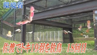 佐渡でトキ19羽を放鳥　20年以降18回目　環境省