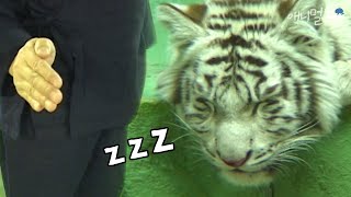 손 하나로 동물을 재우는 남자... 대박｜KBS 놀라운 아시아 060212 방송 screenshot 4