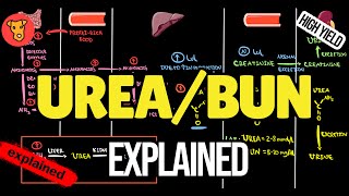 Blood Ureabun Values Hyperammonemia Pathogenesis