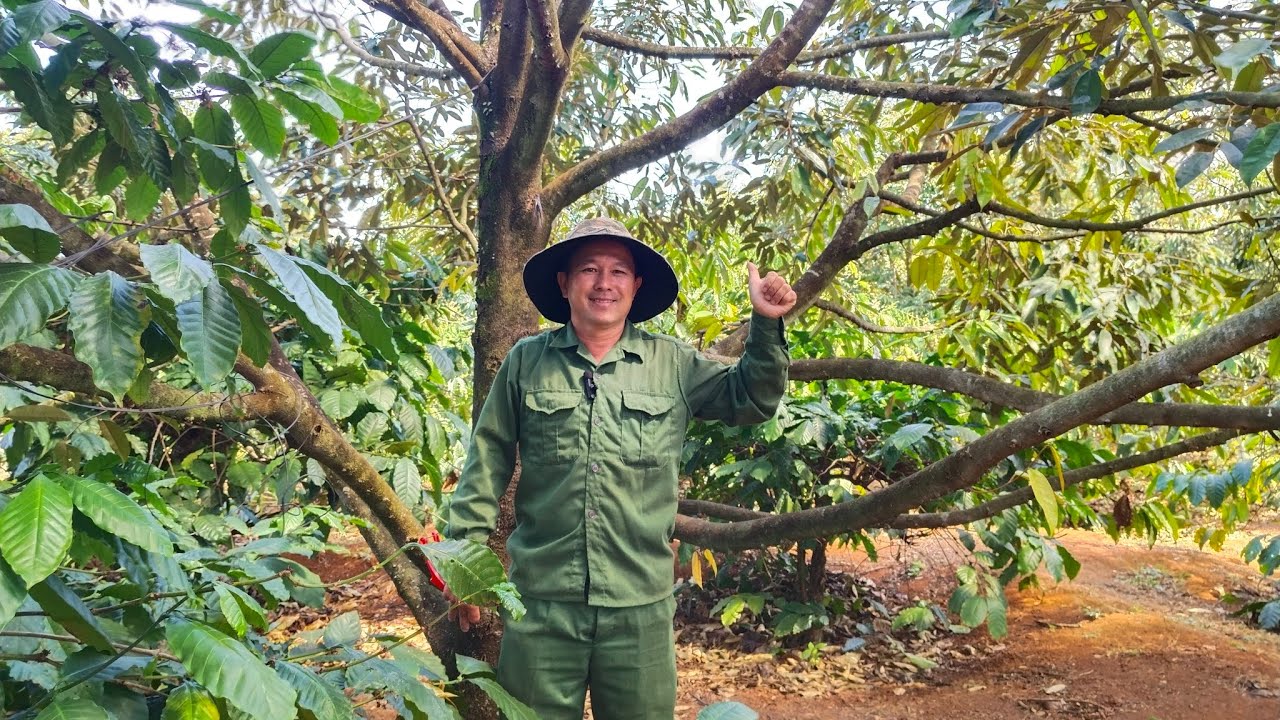 Rà cành, phân lá mầm hoa và tỉa cành bơi để bông ra đều cho sầu riêng 