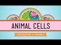 Eukaryopolis  the city of animal cells crash course biology 4