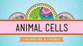 Eukaryopolis - The City of Animal Cells: Crash Course Biology #4