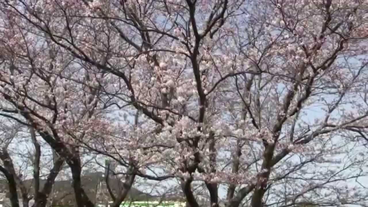 桜の駅まつり 22年 祭の日