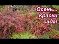 &quot;А на последок я скажу&quot;...Осенние садовые картинки.