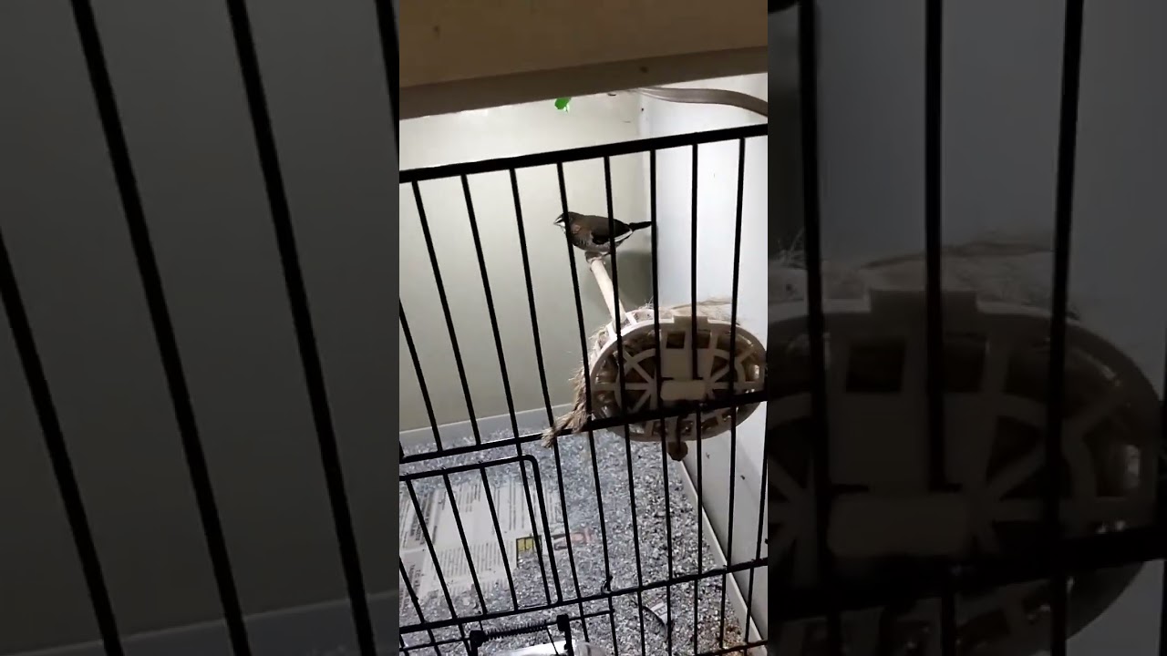 Kafesimin sondurumun videosu sizlerle arkadaşlar iyi seyirler...#birds#bengal 