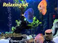 Nhed tv is live relaxing 4k aquarium