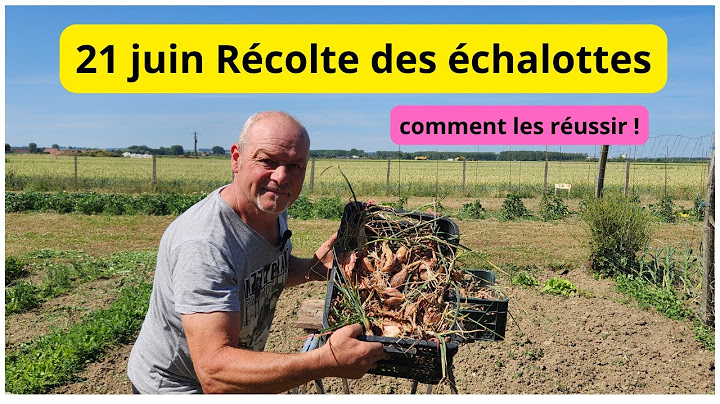 Quand vos échalotes sont bonnes à récolter ? ,,, mon conseil pour de belles !