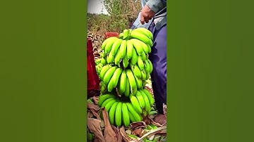 Super Sharp! Quick and Easy Way to Trim Bananas #shorts