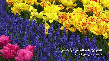 بداية سورة مريم THE BEGINNING OF SURAH MARYAM | عبدالولي الاركاني ABDULWALI ALARKANI