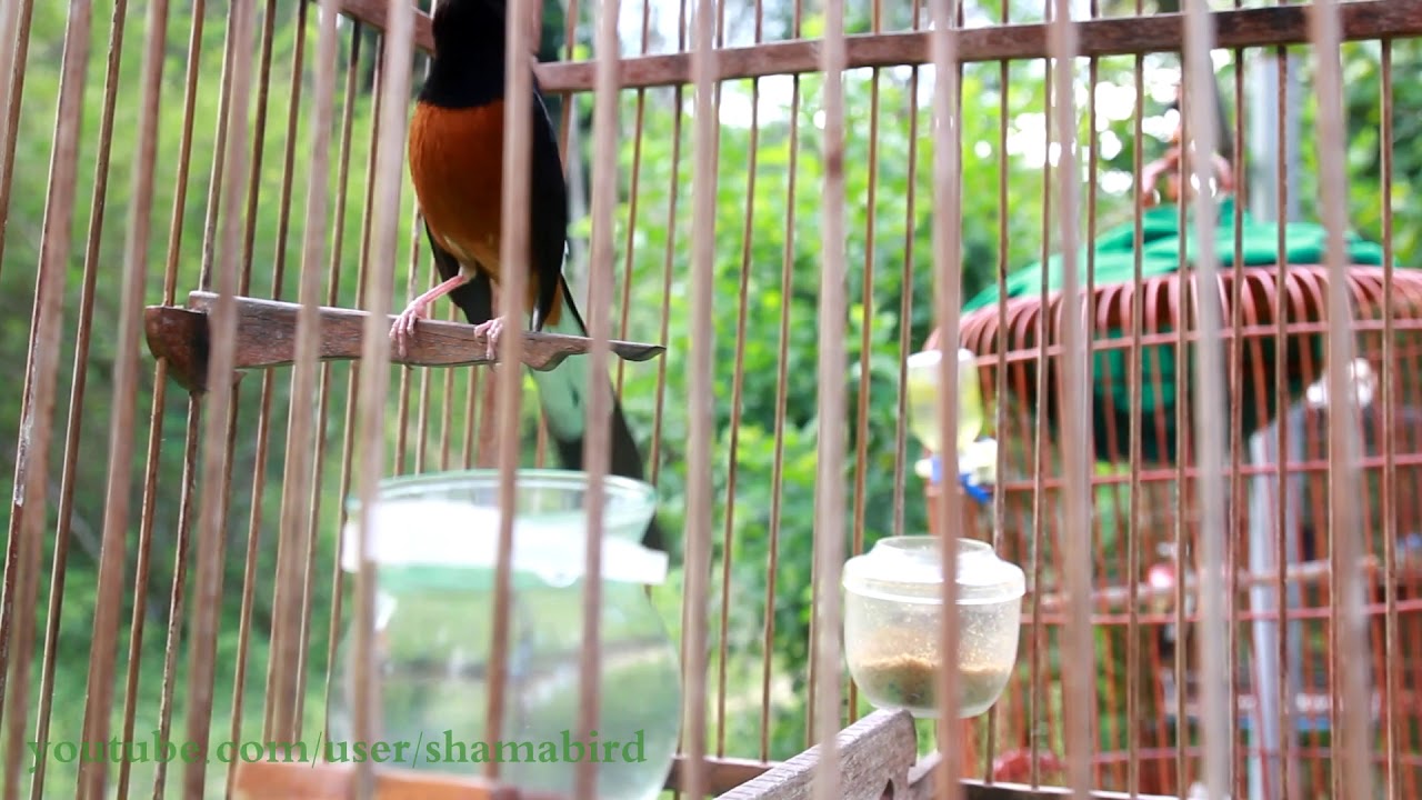 บินหลาดง white-rumpad shama (5/5/2018)