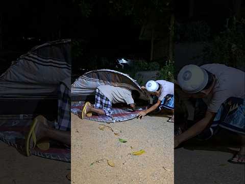 there are cute animals #videoshort thumbnail