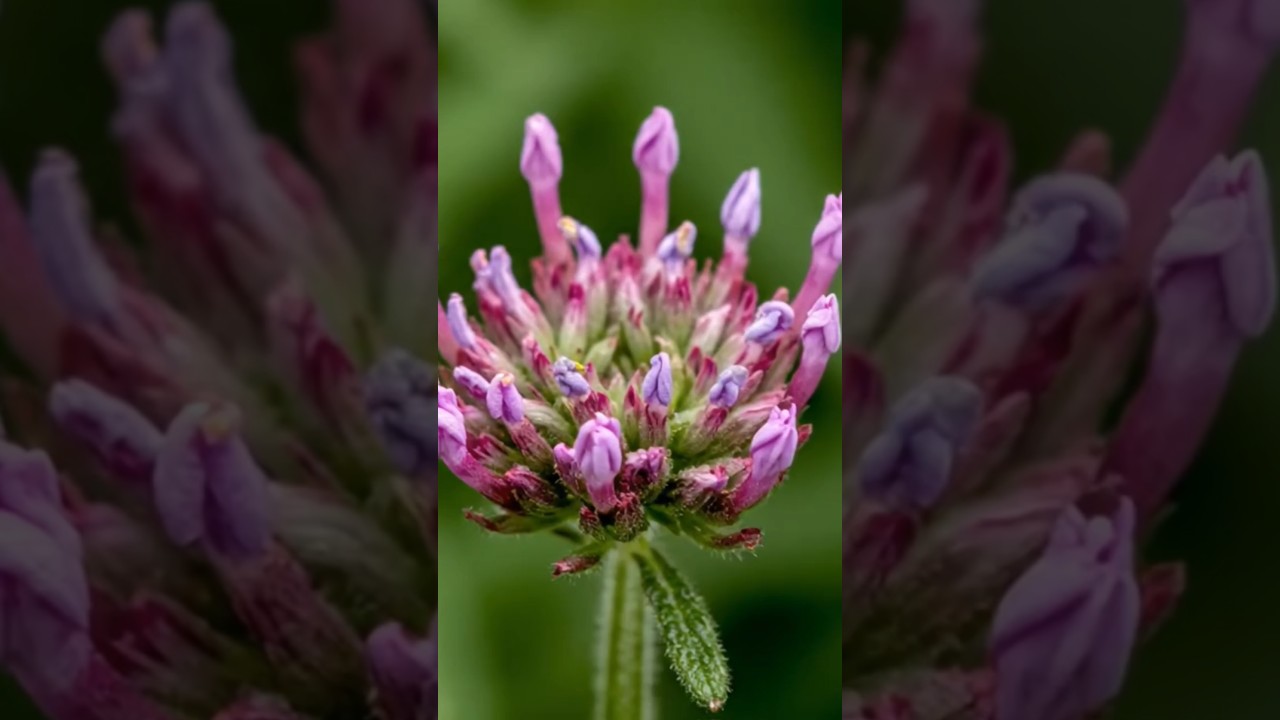 verbena flowers