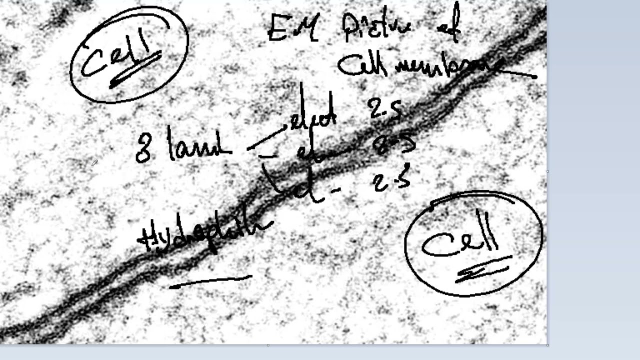 مراجعة عملي الهستولوجي بنها الحكومية 2024