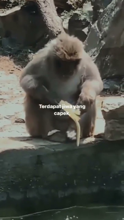 terdapat jiwa yang capek π€§ #shorts #reels #viral #real_sutrisjenggot