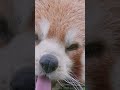 ⚠️ Unstoppable Cute Creature ALERT ⚠️ | Red Panda Beats All