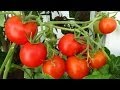 Выращивание помидоров на балконе. GuberniaTV