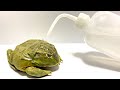 干からびてしまったカエルに水を与えると･･･