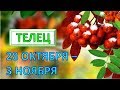 ♉ТЕЛЕЦ♉. 🌟 С 28 ОКТЯБРЯ по 3 НОЯБРЯ 2019 г. 🎃 Таро Прогноз Гороскоп 👌