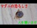 マダニがいかに危険かわかる動画