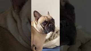 Bulldoguinho - SIMBA - Frenchies - ELE QUER PASSEAR