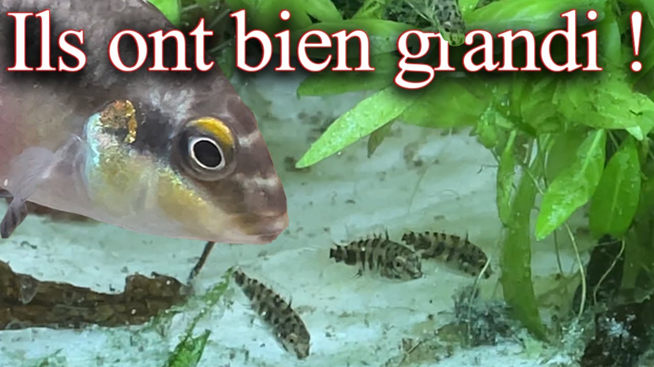 Les bébés pelmatos ont 1 mois ! | Ponte Partie 2