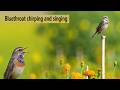 Bluethroat Call | Bluethroat Sound | Bird singing | Bird Song | 100% Working | #wildlifephotography