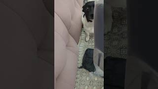 back pain ఉన్న వాళ్ళకి బాగా ఉపయోగపడుతుంది #dog #dogs #shortvideo #shortviral #pets