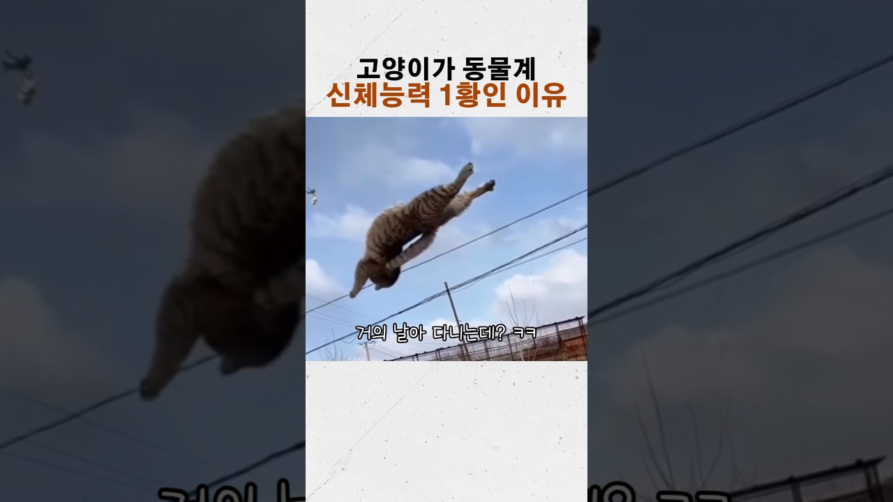 고양이가 동물계 신체능력 압도적 1황인 이유
