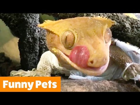 Silly Cute Pets | Funny Pet Videos