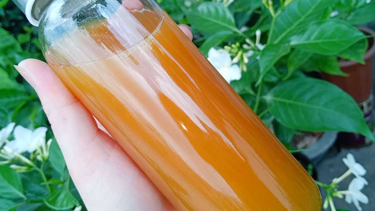 Cách làm Kombucha (Trà lên men) - Trà kombucha vị... - youtube
