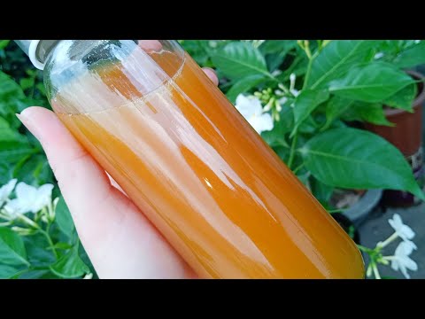 Video Cách làm Kombucha (Trà lên men) - Trà kombucha vị... - youtube