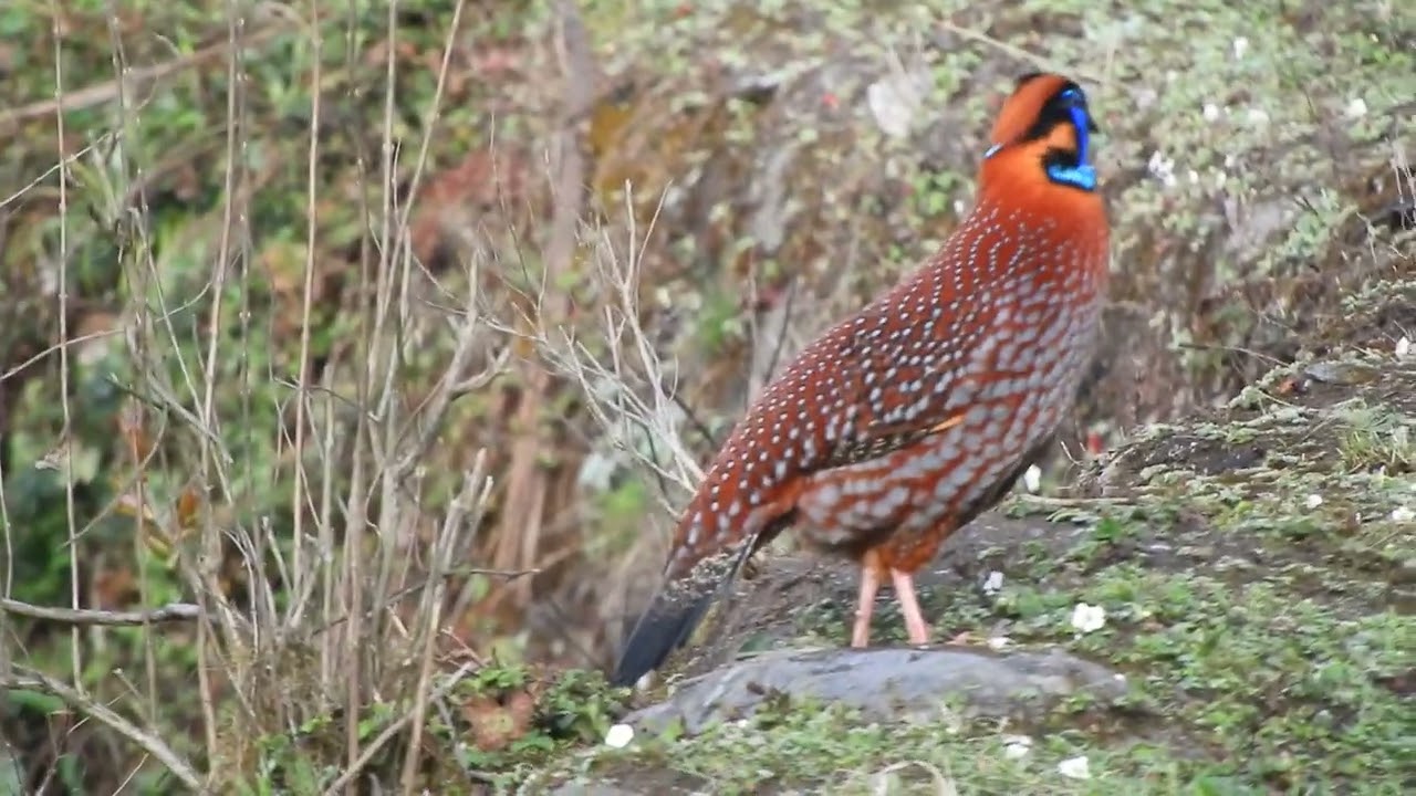 Temmink's Tragopan