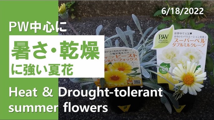 暑さ 乾燥に強い夏花 Pwアンバサダー Heat Drought Tolerant Summer Flowers From Proven Winners Youtube