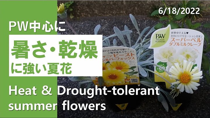 暑さ 乾燥に強い夏花 Pwアンバサダー Heat Drought Tolerant Summer Flowers From Proven Winners Youtube