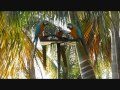 Wild Parrots, Macaws of Florida