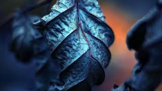 Download Lagu Andrew Applepie - Sleeping Beauty (Vlog No Copyright Music) MP3 Download Lagu Andrew Applepie - Sleeping Beauty (Vlog No Copyright Music) MP3