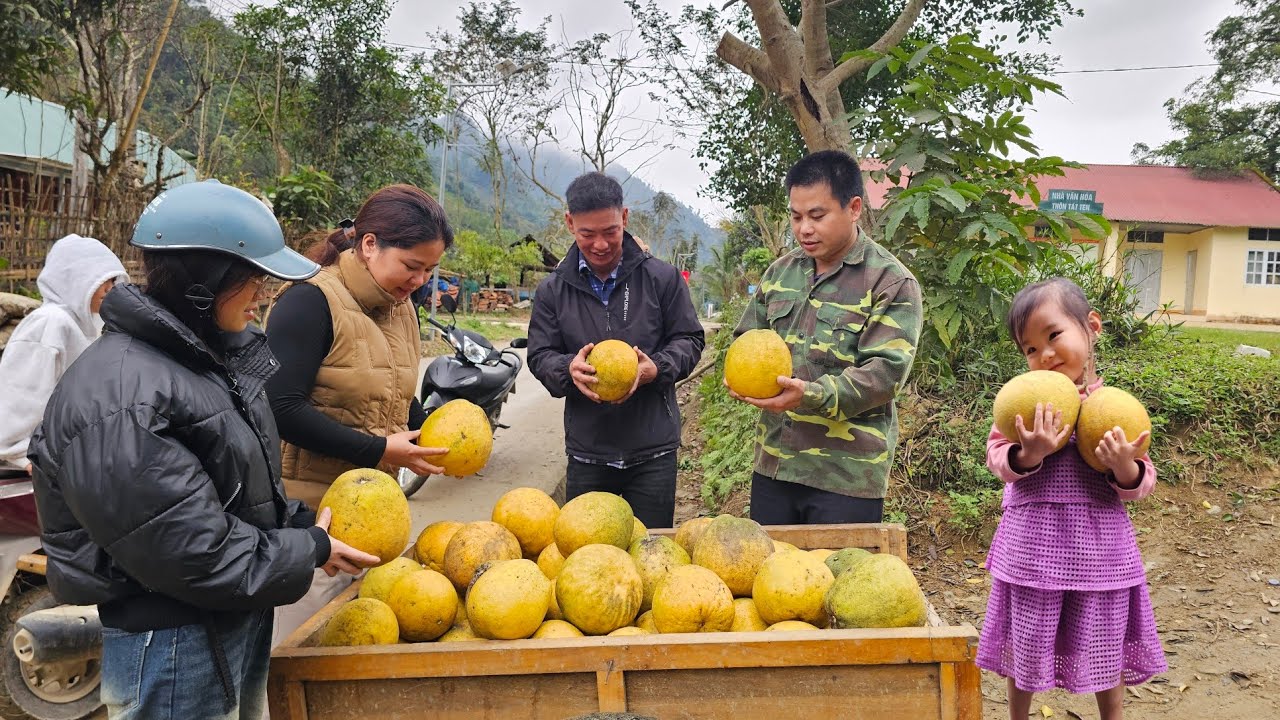 Harvesting the grapefruit garden and bring it to the market sell-Cooking