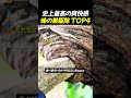 史上最高の爽快感 蜂の巣駆除 TOP4