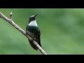 fauna brasileira sertaneja CUITELINHOS SELVAGENS  animais silvestres mata atlântica brazilian brasil