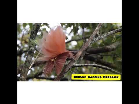 Burung Raggina Paradise 