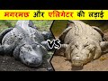 ALLIGATOR VS CROCODILE में क्या अंतर है ? ALLIGATOR VS CROCODILE में  कौन जीतेगा ?